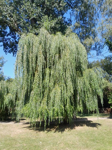 Salix alba tristis gelbe - salix, tristis,