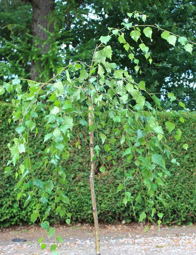 Trauerbirke betula pendula - betula,