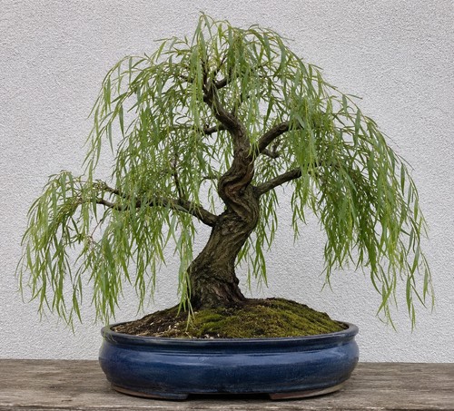 Echte trauerweide salix - 1x, trauerweide,