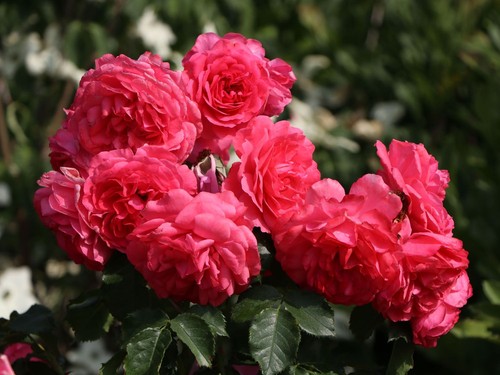 Rosa trauer stammrose - rosa, trauer-stammrose