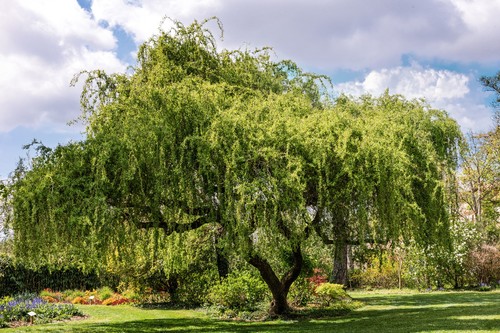 Echte trauerweide salix - trauerweide,,